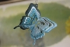 67462-3inchButterfly-TealStarlight